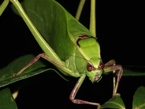 giant malaysian katydid|Stilpnochlora couloniana